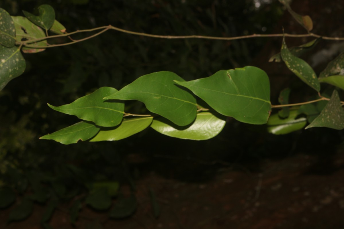 Hopea brevipetiolaris (Thwaites ex Trimen) P.S.Ashton